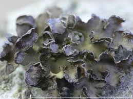 Attēlu rezultāti vaicājumam “Cetraria sepincola”