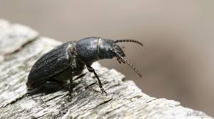 Attēlu rezultāti vaicājumam “Spondylis buprestoides”