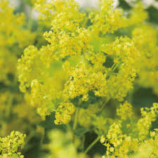 Image result for Frauenmantel