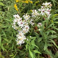 Attēlu rezultāti vaicājumam “Symphyotrichum x salignum leaf”