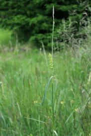 Attēlu rezultāti vaicājumam “Carex hirta fruit”
