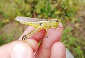 Attēlu rezultāti vaicājumam “Stethophyma grossum”