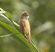 Image result for Acrocephalus aedon