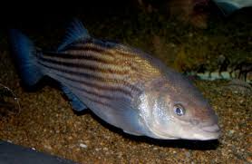 Image result for Morone saxatilis