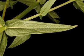 Attēlu rezultāti vaicājumam “Lythrum salicaria leaf”