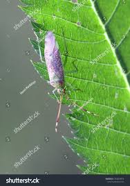 Attēlu rezultāti vaicājumam “Pantilius tunicatus”