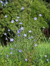 Image result for Cichorium intybus