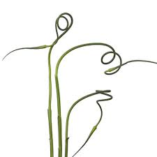 Attēlu rezultāti vaicājumam “Allium sativum”