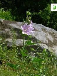 Image result for Lavatera thuringiaca