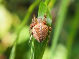 Attēlu rezultāti vaicājumam “Araneus diadematus”