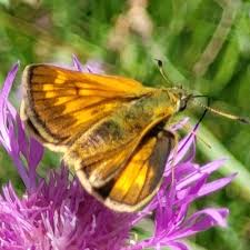 Attēlu rezultāti vaicājumam “Ochlodes sylvanus”