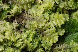 Attēlu rezultāti vaicājumam “Odontoschisma denudatum cells”