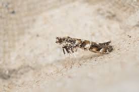 Attēlu rezultāti vaicājumam “Gracillaria syringella imago”