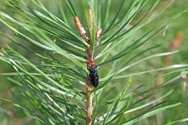 Attēlu rezultāti vaicājumam “Acantholyda erythrocephala”