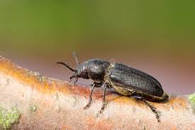 Attēlu rezultāti vaicājumam “Spondylis buprestoides”