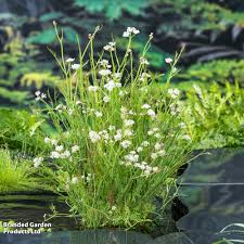 Attēlu rezultāti vaicājumam “Oenanthe aquatica”