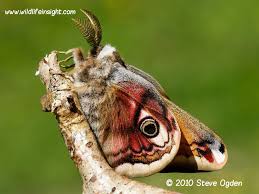 Attēlu rezultāti vaicājumam “Saturnia pavonia cocoon”