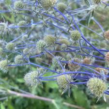 Attēlu rezultāti vaicājumam “Eryngium planum leaf”