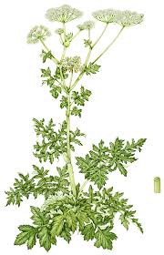 Image result for Heracleum sphondylium