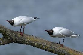 Image result for Chroicocephalus ridibundus