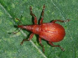 Attēlu rezultāti vaicājumam “Apionidae”