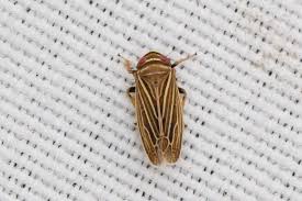 Attēlu rezultāti vaicājumam “Paramesus obtusifrons”