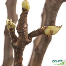 Attēlu rezultāti vaicājumam “Pyrus communis bud”