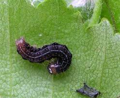 Attēlu rezultāti vaicājumam “Eupsilia transversa”