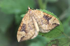 Attēlu rezultāti vaicājumam “Eulithis populata”