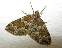 Attēlu rezultāti vaicājumam “Electrophaes corylata”