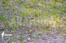 Attēlu rezultāti vaicājumam “Pinguicula vulgaris”