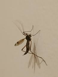 Attēlu rezultāti vaicājumam “Dictenidia bimaculata male”