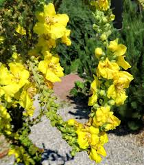 Image result for Verbascum phlomoides