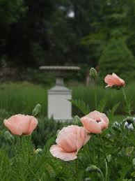 Attēlu rezultāti vaicājumam “Papaver orientale  flower”