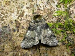 Attēlu rezultāti vaicājumam “Tethea or”