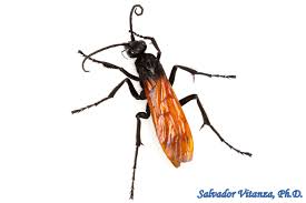 Attēlu rezultāti vaicājumam “Pompilidae”