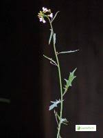 Attēlu rezultāti vaicājumam “Cardaminopsis arenosa fruit”