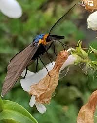 Attēlu rezultāti vaicājumam “Depressaria olerella imago”