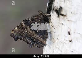 Attēlu rezultāti vaicājumam “Nymphalis xanthomelas larva”