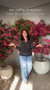 Image result for bougainvillea