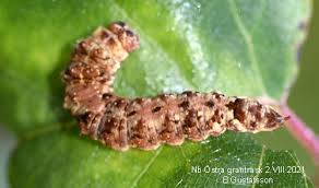 Attēlu rezultāti vaicājumam “Falcaria lacertinaria”