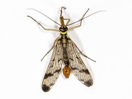 Attēlu rezultāti vaicājumam “Panorpa communis”