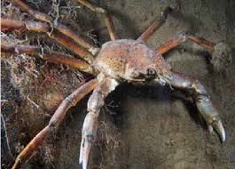 Image result for Hyas araneus