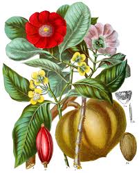 Attēlu rezultāti vaicājumam “Clusiaceae”