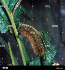 Attēlu rezultāti vaicājumam “Spilosoma lutea larva”