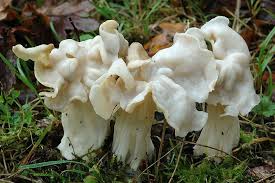 Attēlu rezultāti vaicājumam “Helvella crispa”