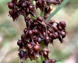 Attēlu rezultāti vaicājumam “Rumex obtusifolius flower”