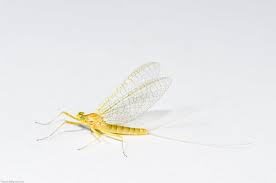 Attēlu rezultāti vaicājumam “Heptagenia sulphurea female”