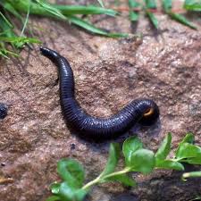 Attēlu rezultāti vaicājumam “Hirudinea”