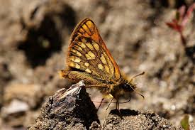 Attēlu rezultāti vaicājumam “Carterocephalus palaemon underside”